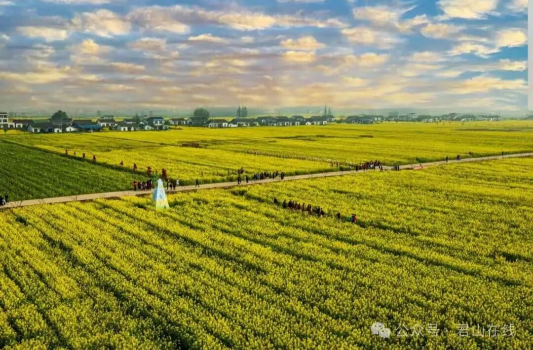 三十而立·岁与君和⑪ | 花开时节恰逢“君”！君山建区三十周年与油菜花海相遇之际