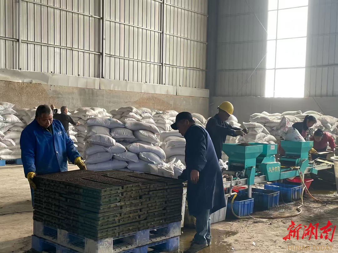 不负农时不负春！桃江县沾溪镇打好粮食生产“第一仗”