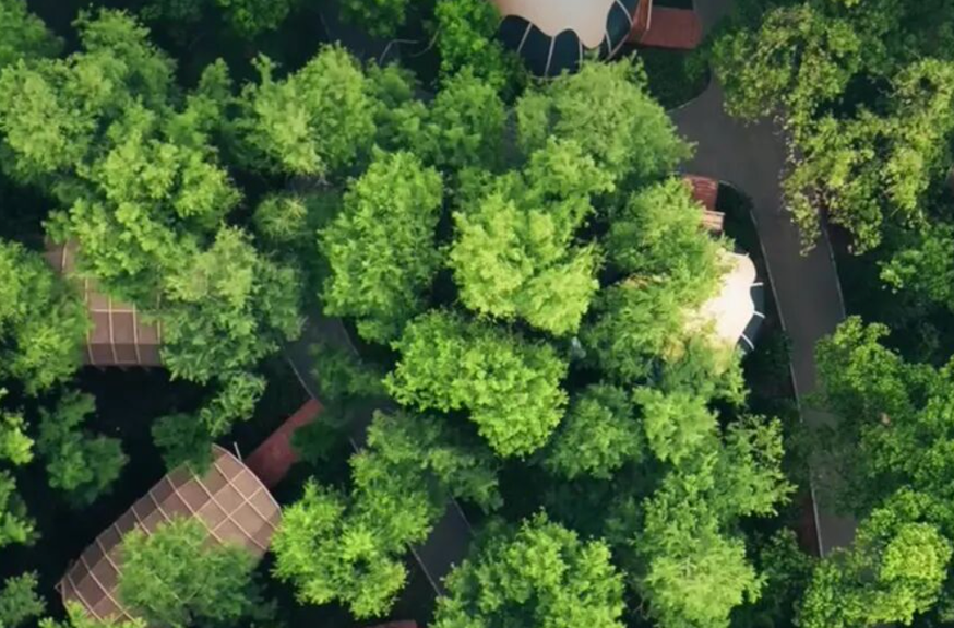 280000+！专属岳阳人的“林荫自由”