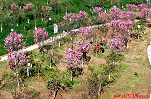 图片新闻│春满怀化 樱“舞”公园