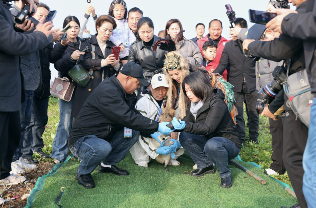 鹰返蓝天，她的心也飞上了云端