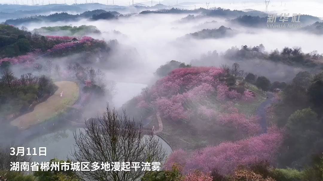 郴州：晨雾中粉樱点缀如动态国画