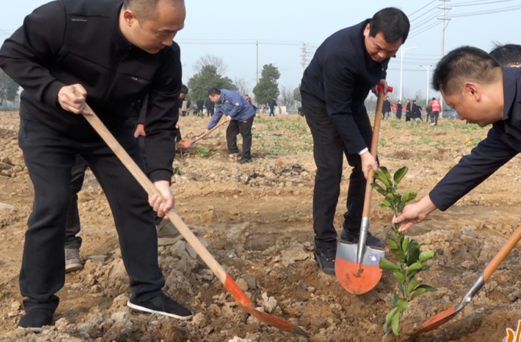 临澧：义务植树活动如火如荼