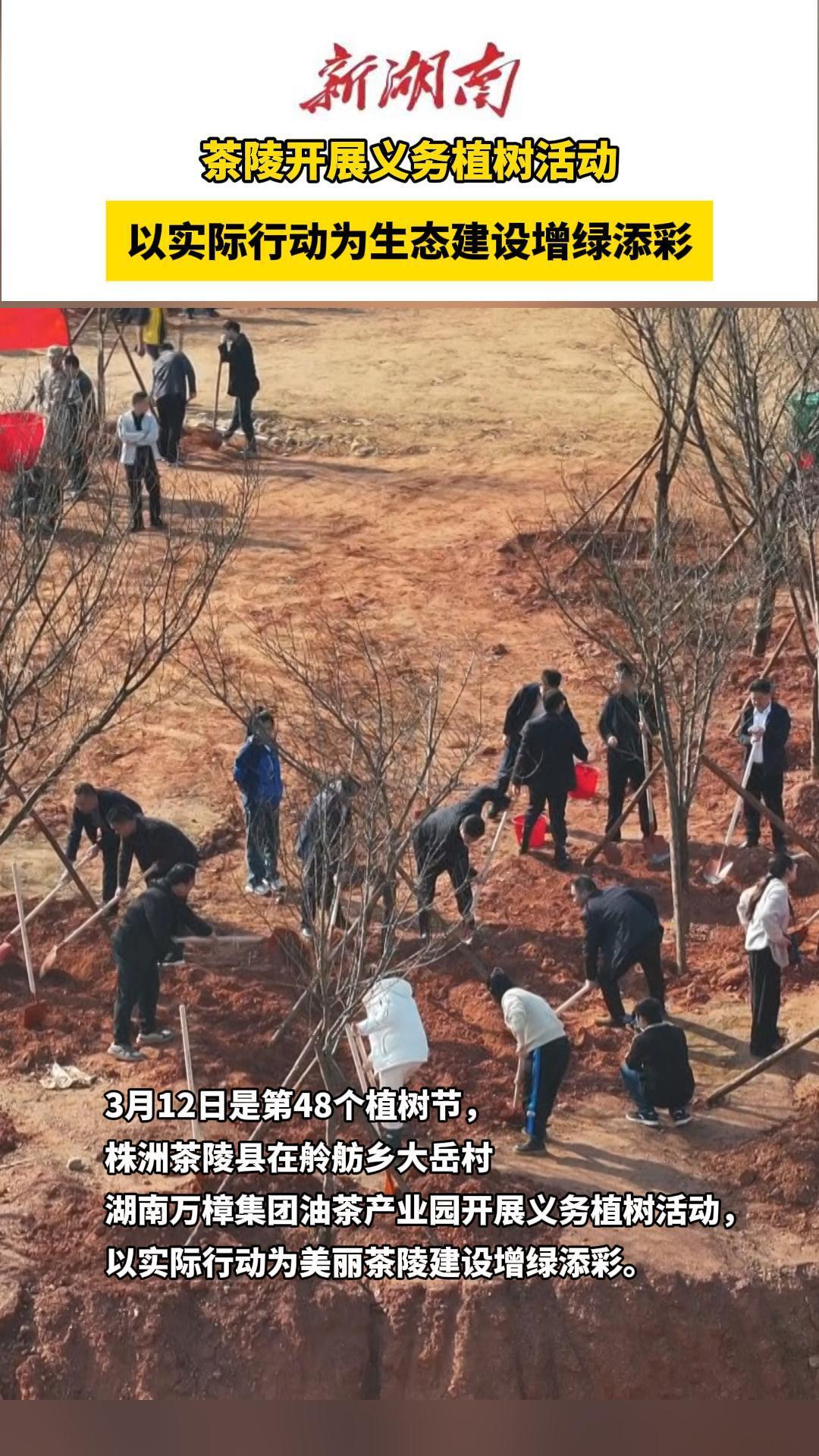 超万株樱花、油茶树苗被种下！茶陵连日开展植树活动