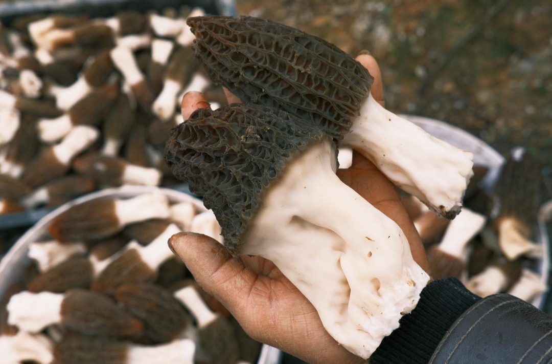 一朵羊肚菌如何撬动200余户村民的春天？