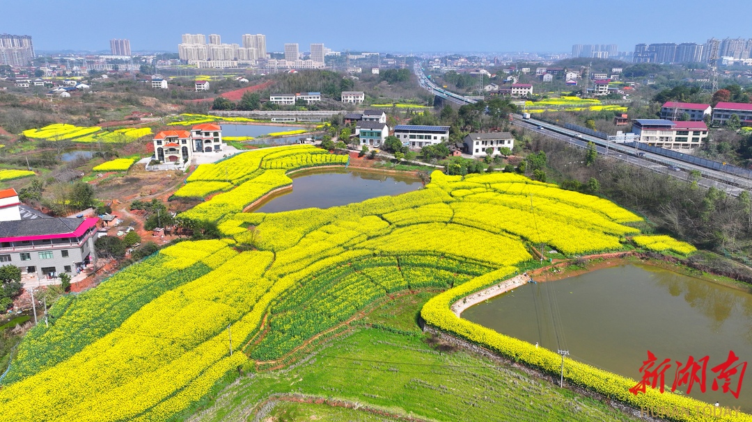 蒸湘区：雨母山油菜花开了，快来奔赴一场春日之约！