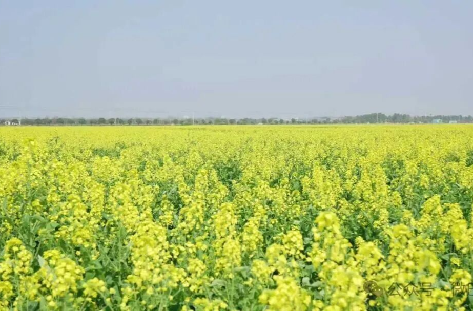 免费演出，10元乡味，岳阳县这片花海超热闹！