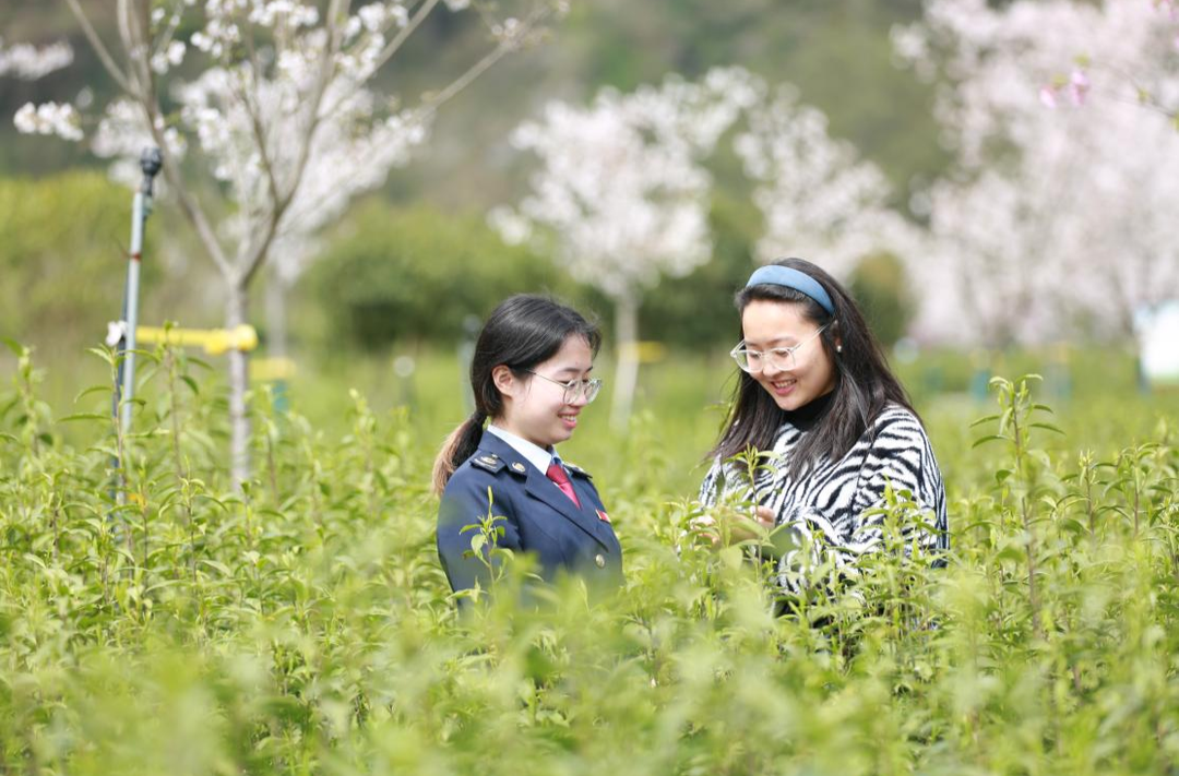 从土家织锦到百合花海，湘西州税惠浇灌出“致富花开”