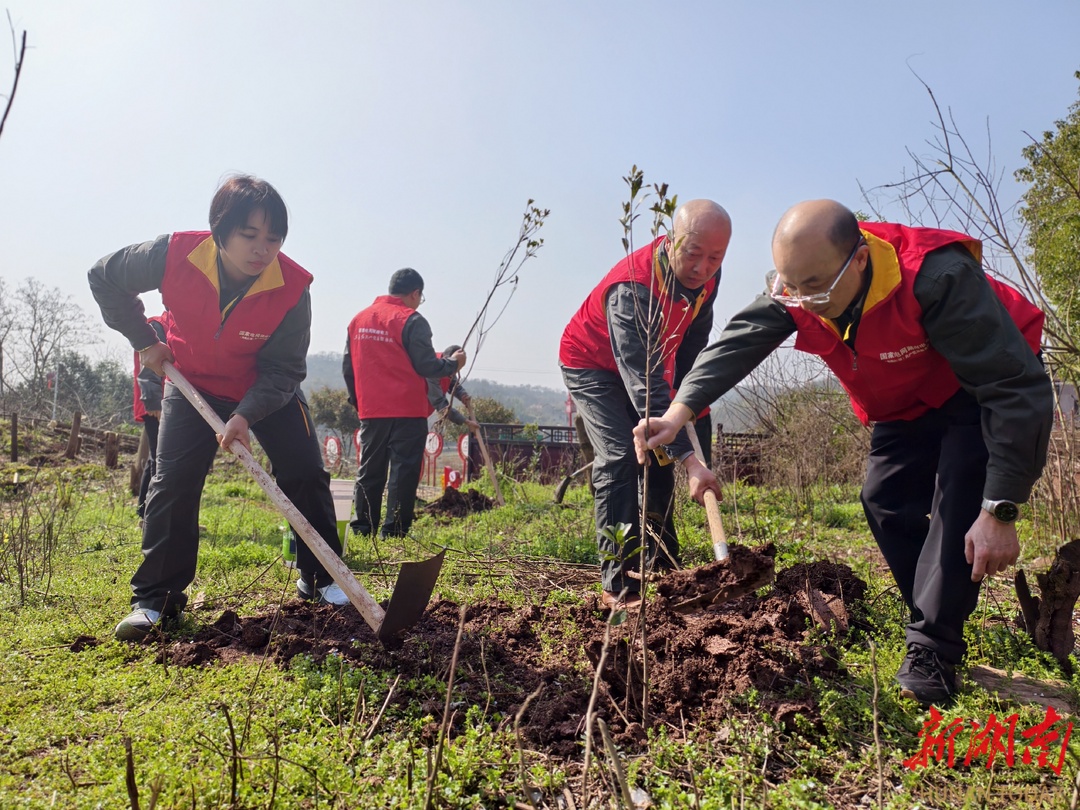 国网衡阳供电公司：为大山村种下“梅”好甜景