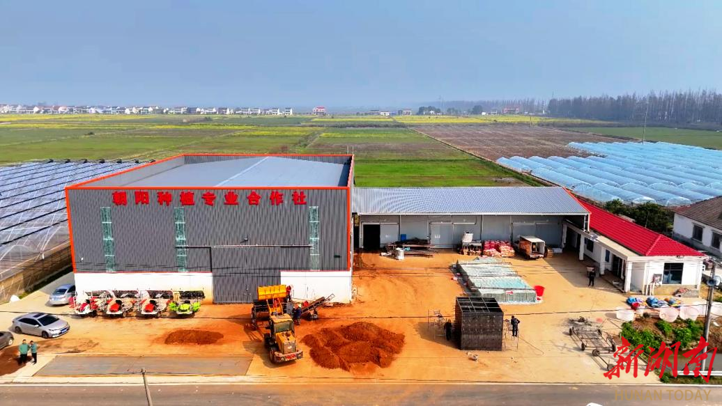 科技“壮苗”，服务“撑腰”！屈原朝阳合作社早稻育秧“爆单”