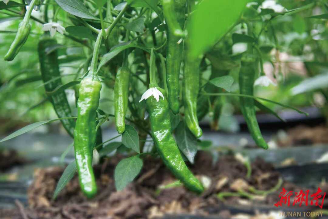 為“辣椒界的愛馬仕”立法，會讓它更貴嗎？答案來了