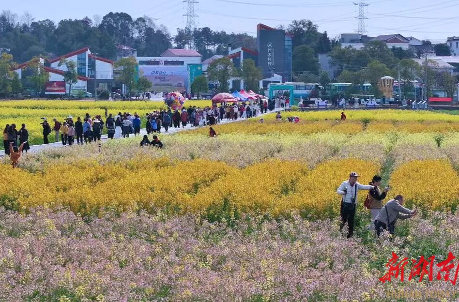 长沙县路口镇：不一样的花海 一起去路口