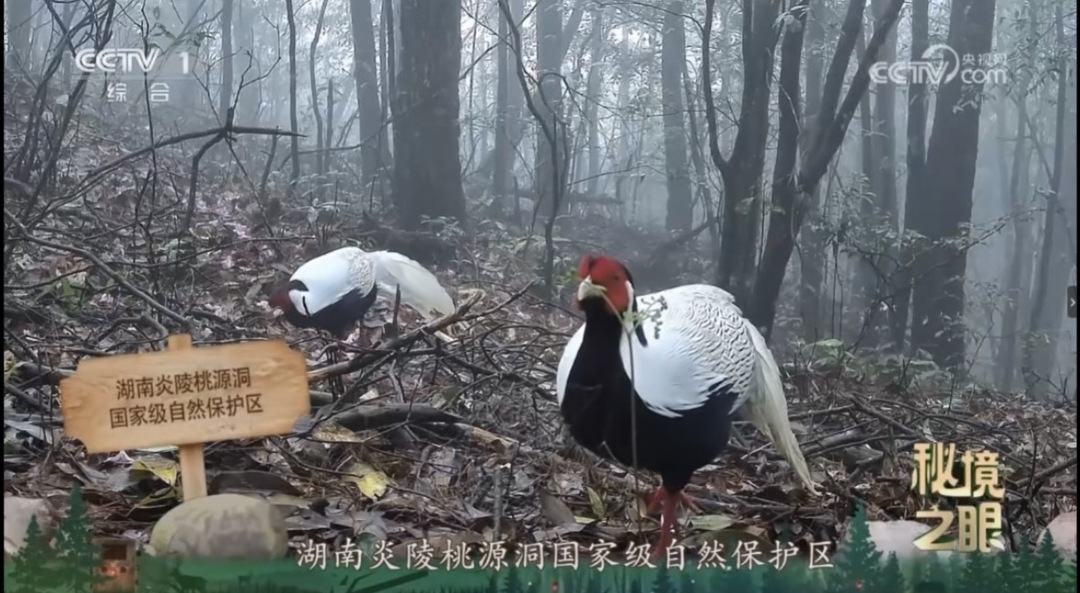 生物多样性保护“成绩单”亮眼！炎陵珍稀动物三登央视