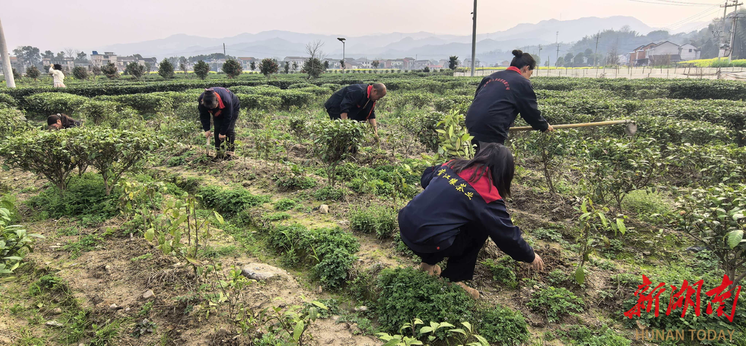 不只是一杯春茶，更是“竹”够的底气！桃江抢抓春时改良品种，赋能“桃江竹叶”品质升级
