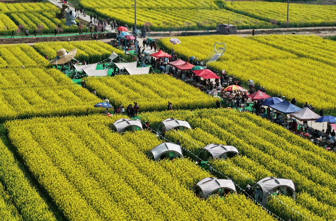 金浪翻涌迎客来！2026年攸县油菜花节盛大启幕