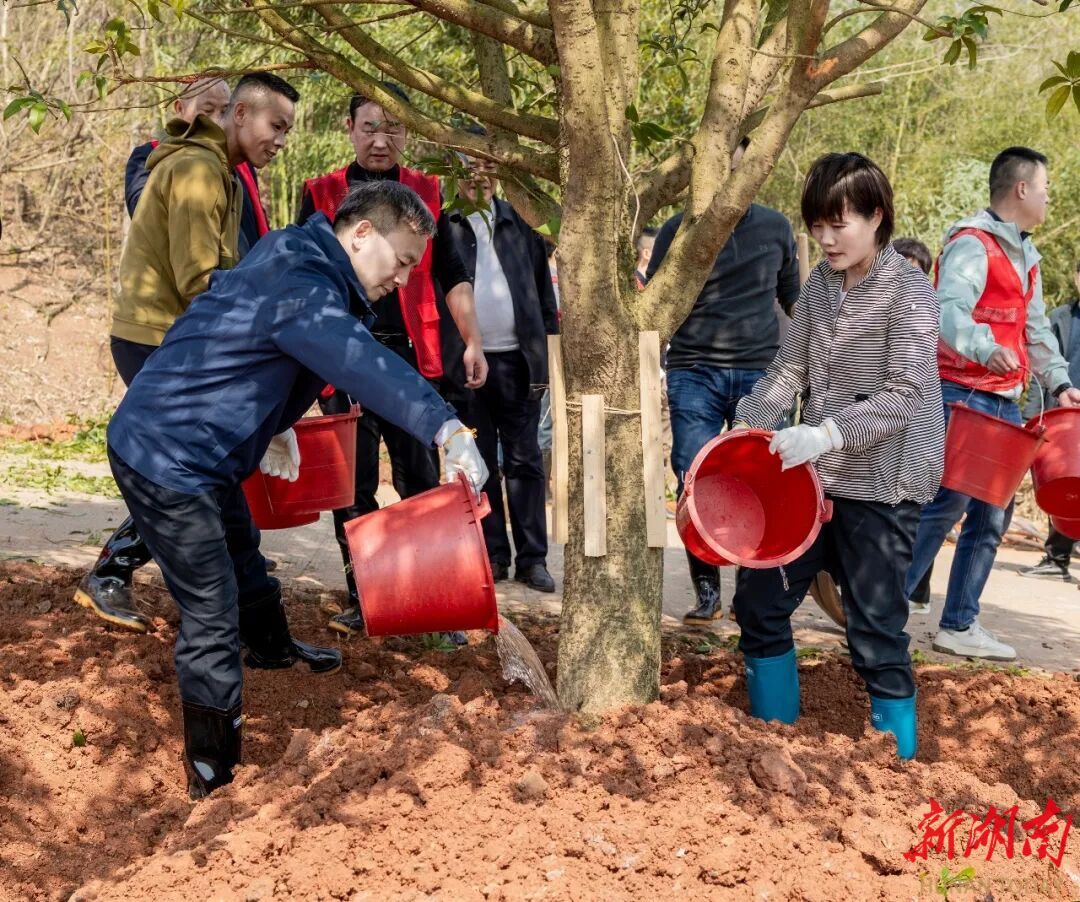 添绿正当时！石鼓区开展2026年义务植树活动