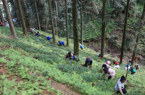 从“栽下一棵树”到“育好一片林” ——湖南绿化提质绘就生态新图景