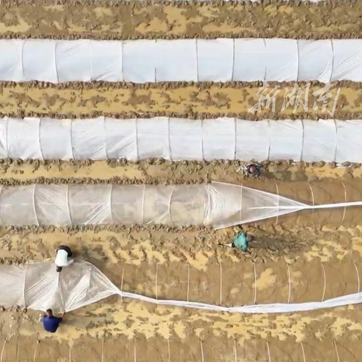 育秧正当时，桃源沙坪镇春耕现场一派生机勃勃