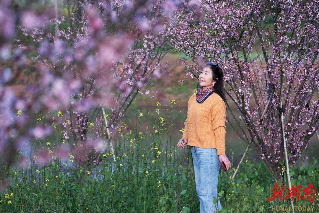 “花”样珠晖：遥知不是雪，为有暗香来！一起来看金甲“梅景”