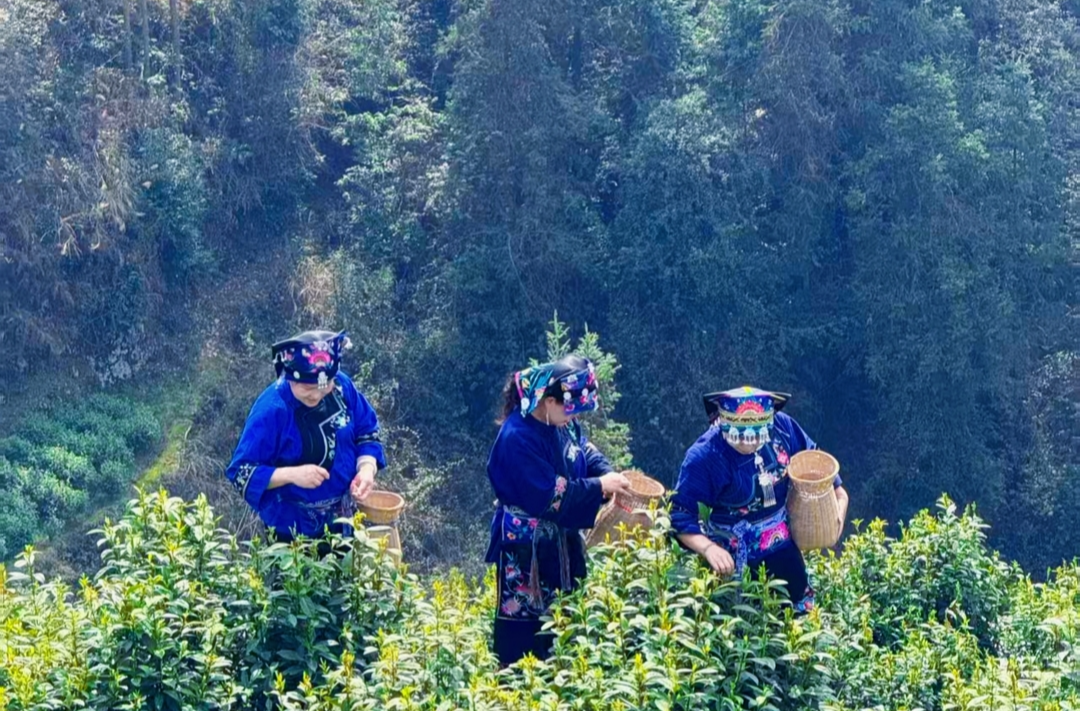 近16万亩保靖黄金茶迎“头采”@湖南日报市州