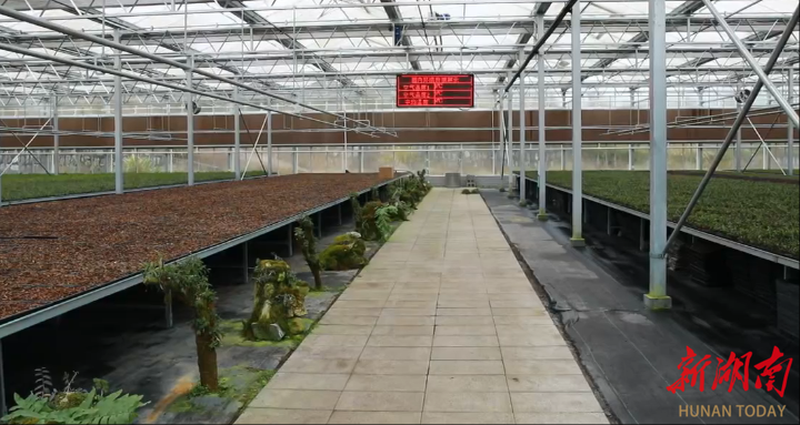 凤凰中医药产业年产值近12亿元 苗医药文旅融合打造湘西特色产业链