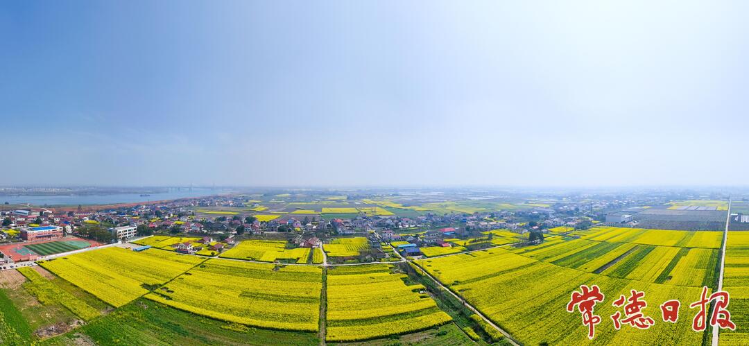 武陵：何家堤村800亩油菜花盛放 春日田园引客来