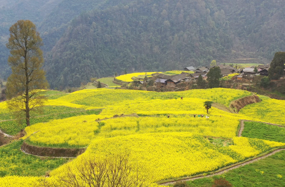 武陵深处的79级古梯田，油菜花开成了海