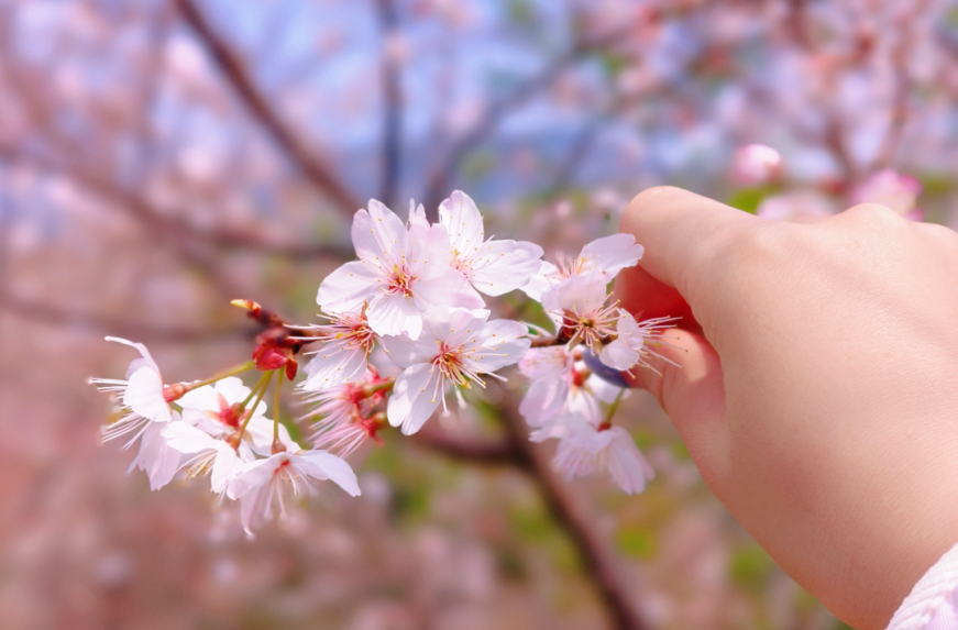 临澧太浮山樱花盛放 赴一场粉白之约 邂逅限定春日