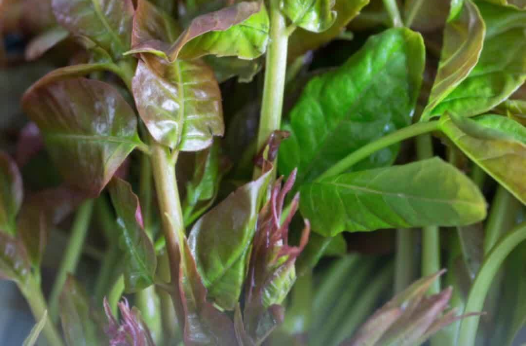 春日限定“野味”上市，尝鲜别“尝险”