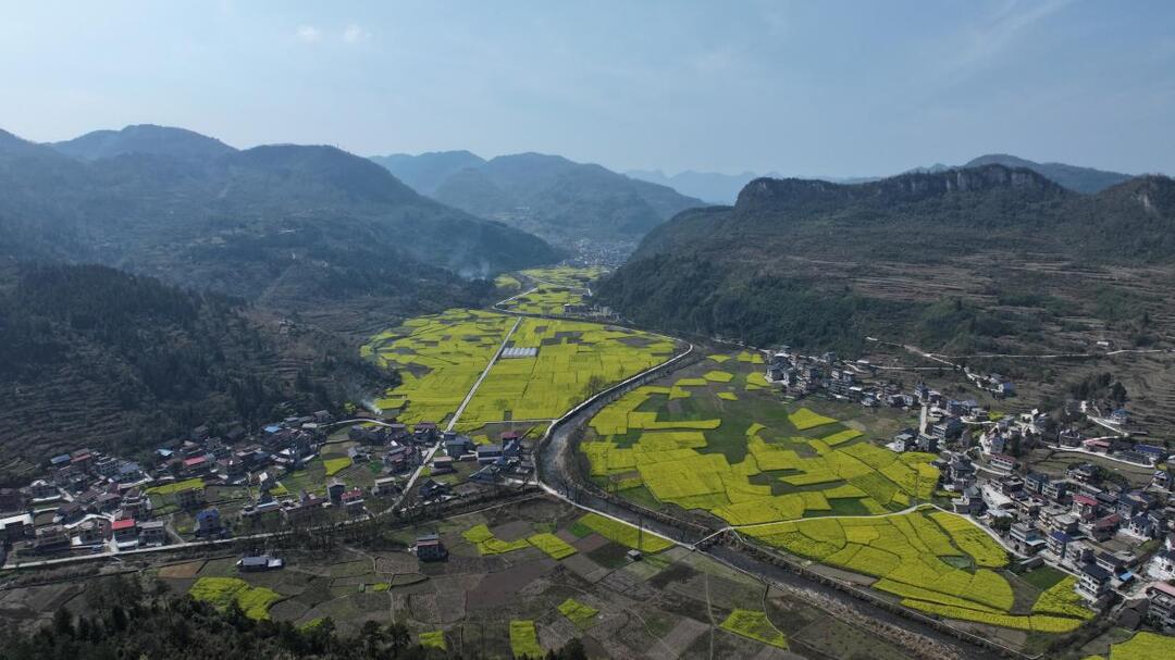 油菜花开春意浓，美丽乡村入画来