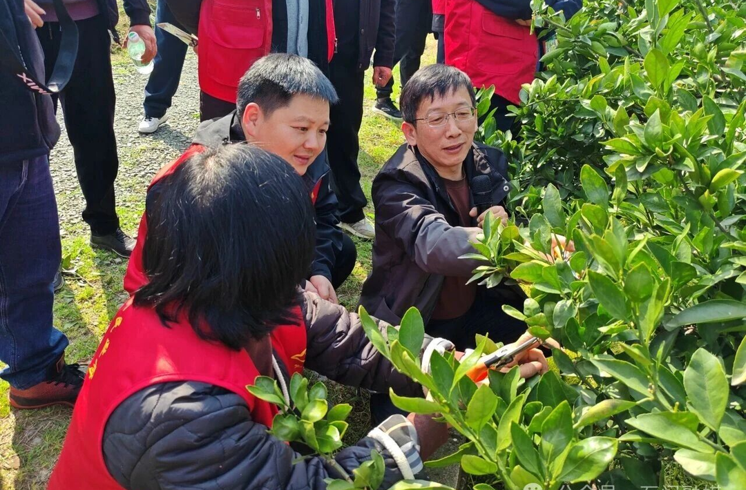 农技专家田间“把脉” 石门45万亩橘园迎丰产希望