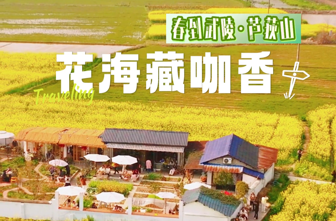 春到芦荻山，花海藏咖香