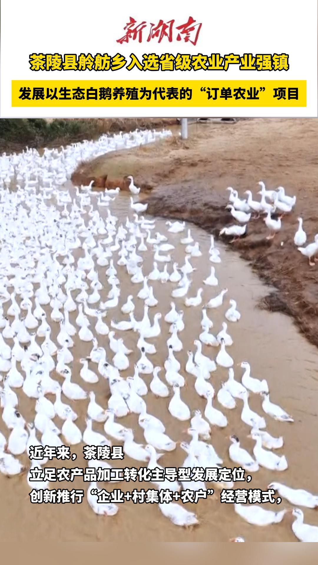 凭“鹅”出圈！茶陵县舲舫乡入选省级农业产业强镇