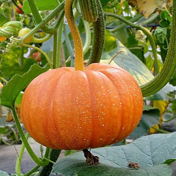 散文丨彭武长：种南瓜