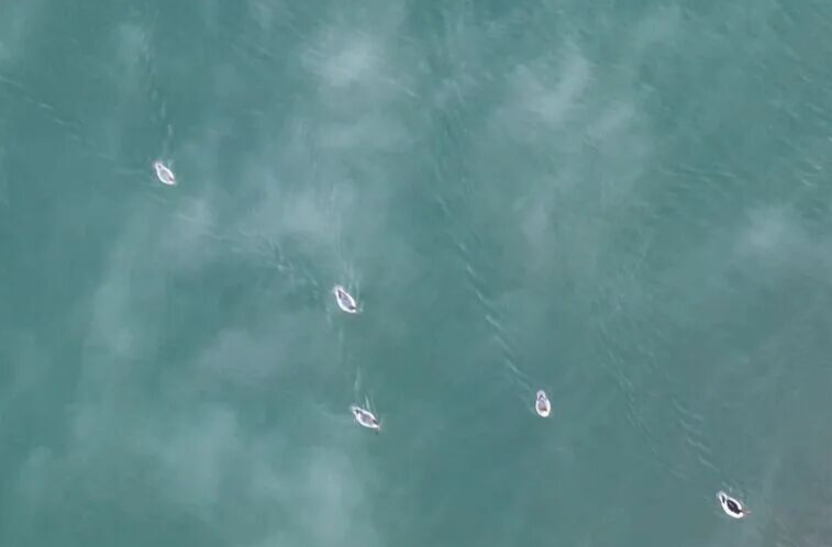 中华秋沙鸭沉浸式玩水，上演鸭鸭版“花样游泳”