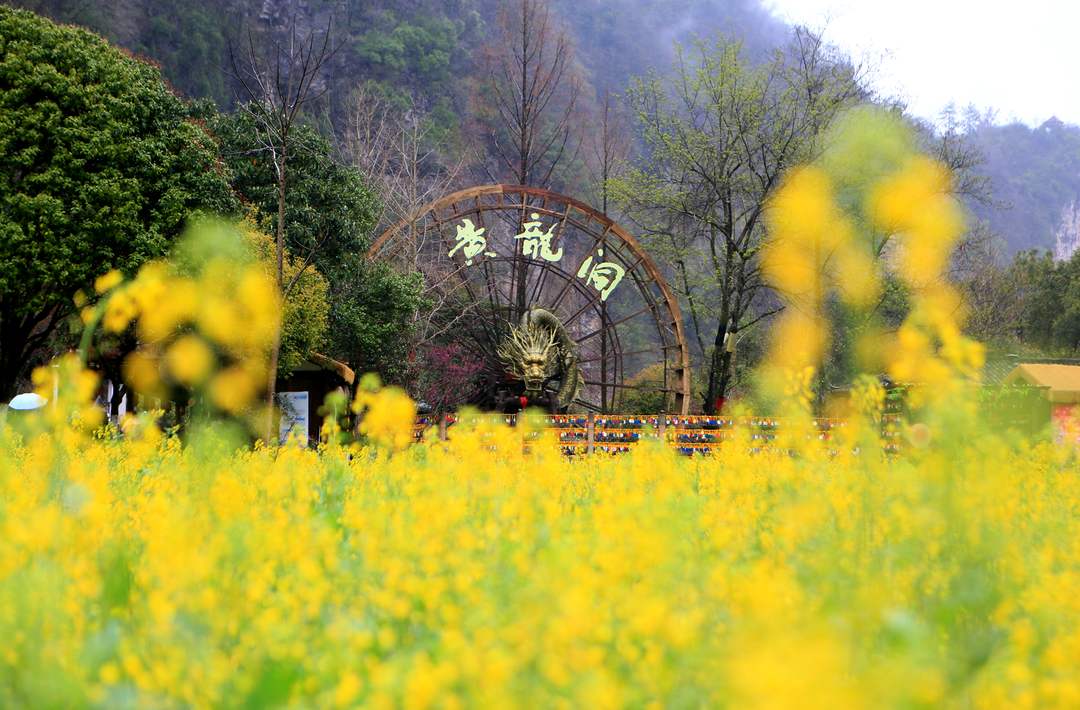 张家界黄龙洞景区：雨中踏青游园韵味浓