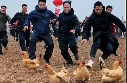 这个周末，西洞庭管理区油菜花节开幕，去擒鸡抓鸭捉猪…… 