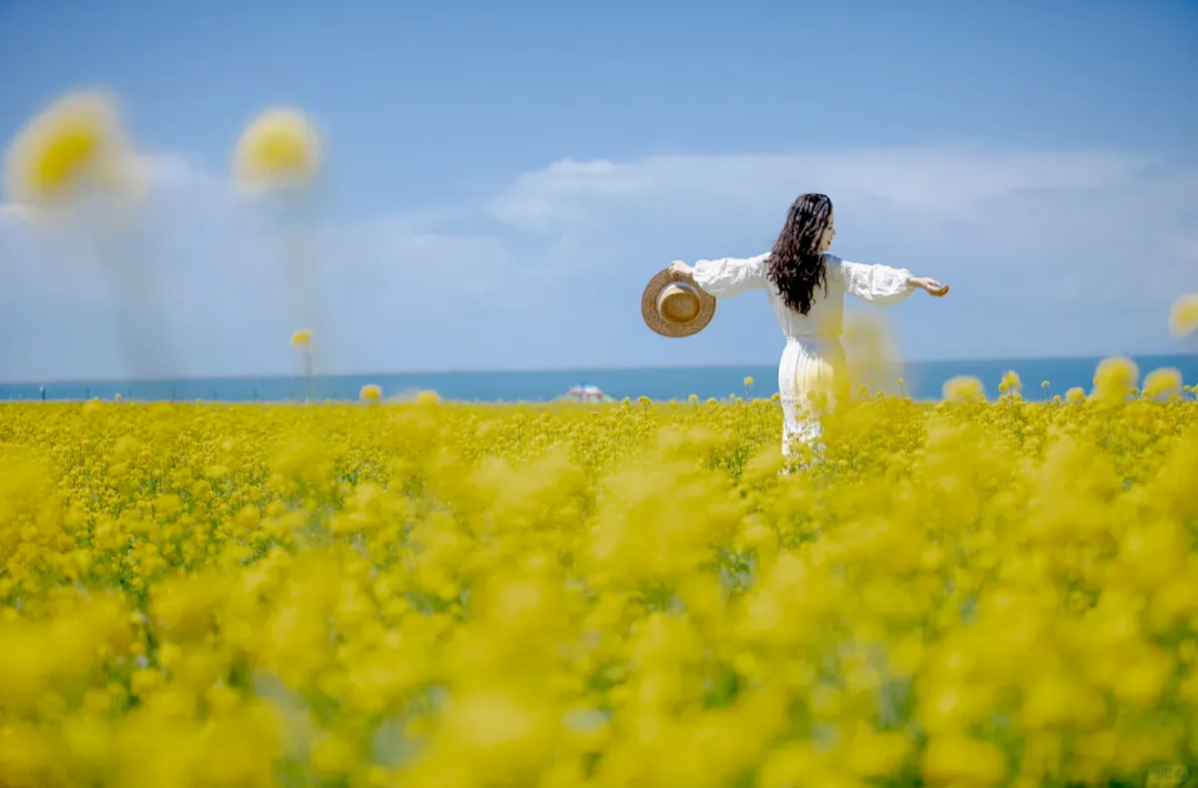油菜花开，春日有约 2026常德西洞庭管理区油菜花节即将启幕 