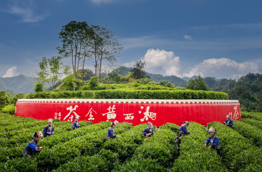 湘西茶企迎来地理标志授权上门服务