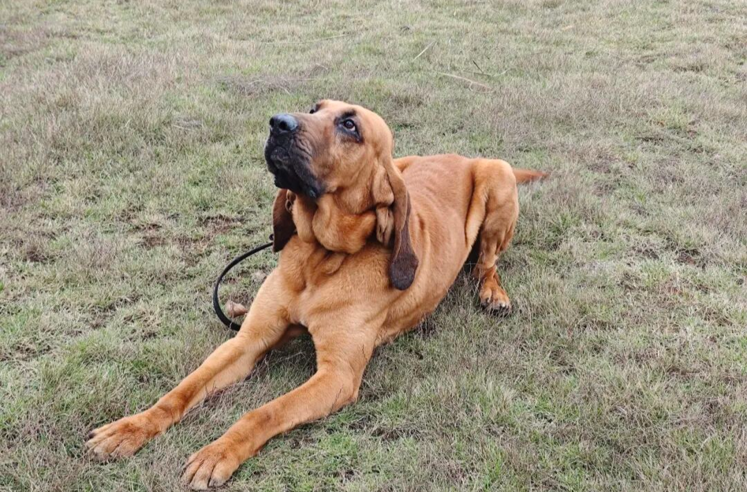 桂阳“汪汪队”立大功！功勋犬 “利刃” 太飒啦