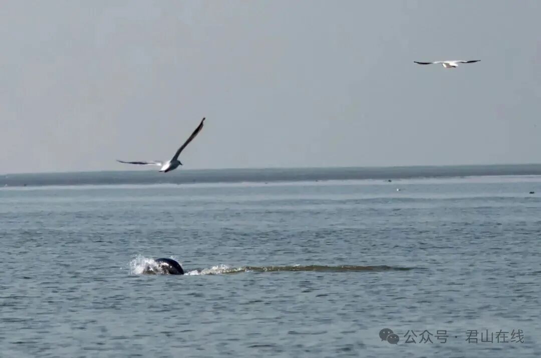 江豚嬉水，飞鸟伴翔（供图：君山区融媒体中心）.jpg