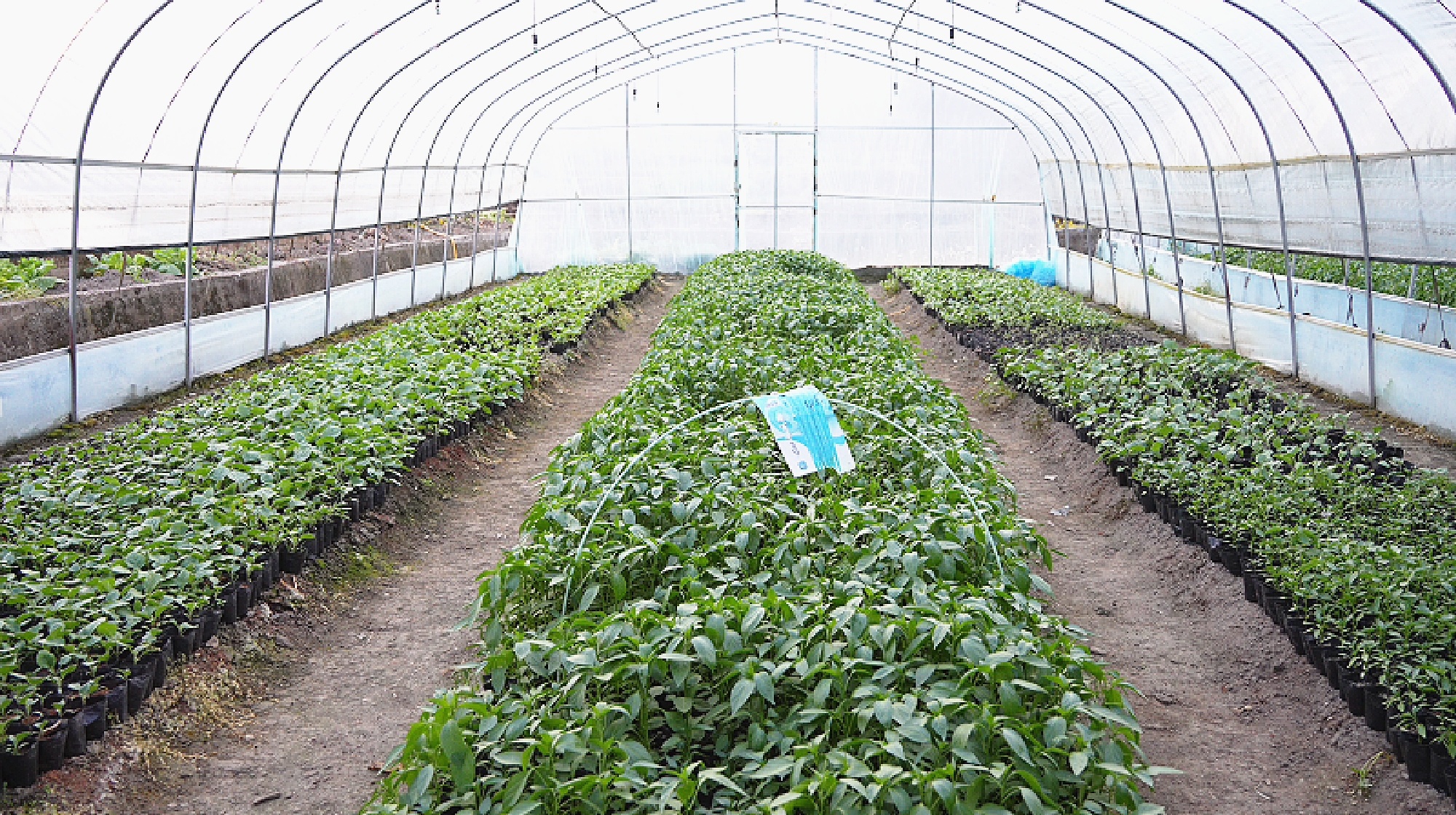 一线故事丨邝六军：转型育苗闯新路 特色产业促振兴