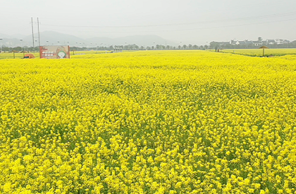 视频丨安仁稻田公园：春天奔赴一场金黄