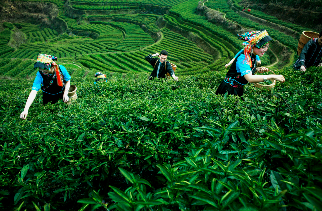 黄金茶铺就乡村振兴路——吉首市深耕十四载推进湘西茶产业高质量发展