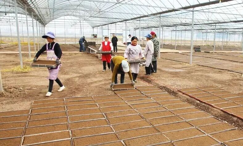 安乡：集中育秧忙 服务助丰收