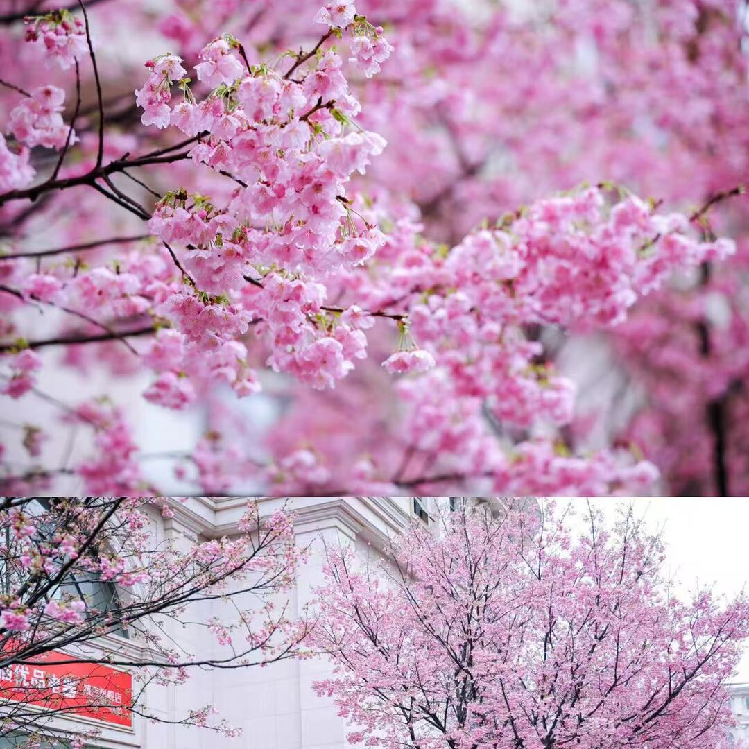 长沙赏樱，看这篇攻略就够了