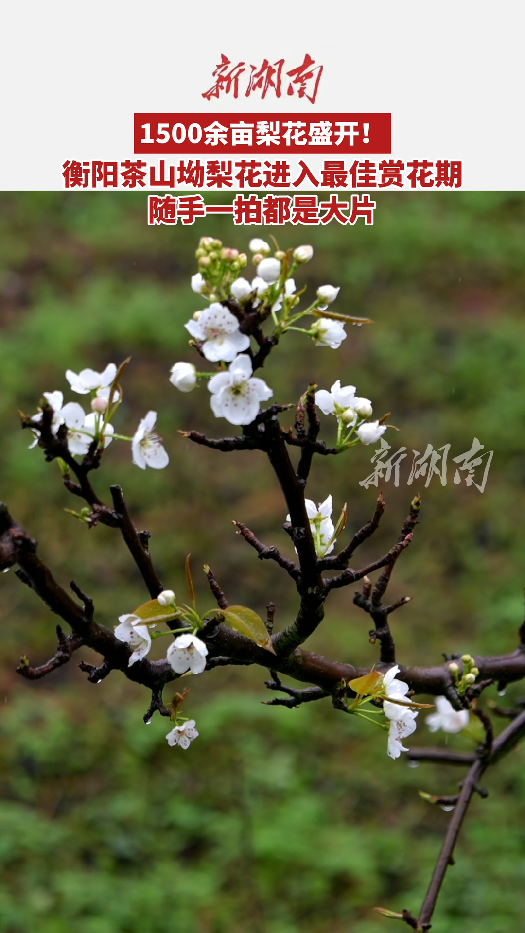 踏青正当时！来珠晖区茶山坳镇邂逅一场浪漫“梨花雪”