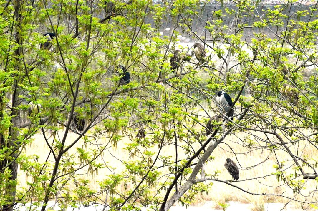慈利澧水河畔现20余只国家二级保护动物夜鹭