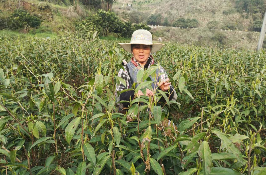 白云山脚下的风软了