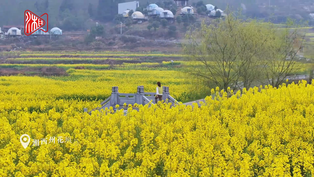满屏金黄！湖南春日限定的浪漫